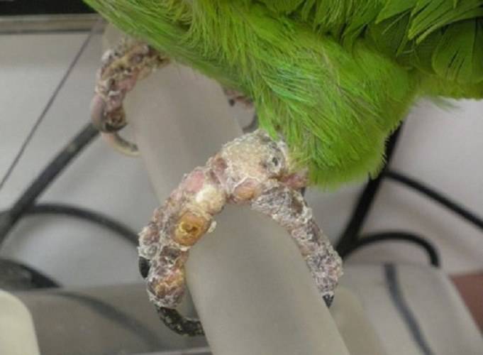 Клещи у попугаев - диагностика и лечение