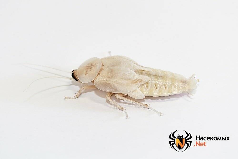 Белые тараканы и причины их появления в квартире