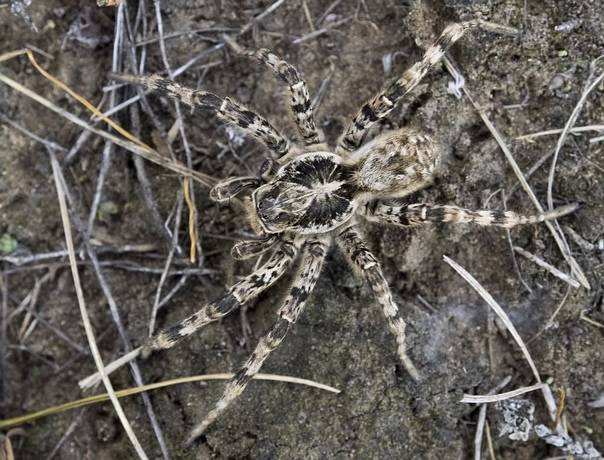 Ядовитые пауки россии: их фото и названия с описанием