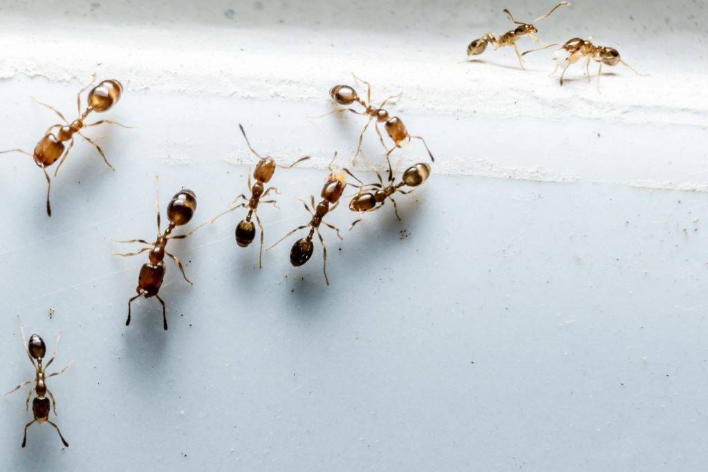 Как избавиться от муравьев красных в квартире, вывести насекомых
