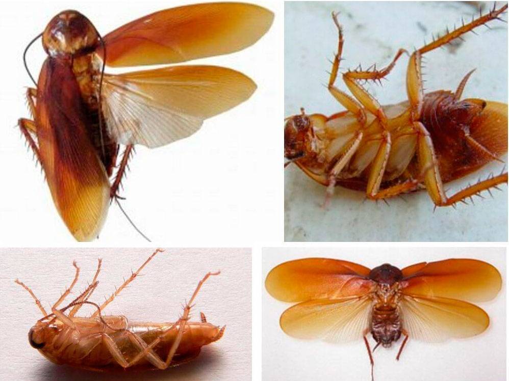 Топ 10 интересных фактов о тараканахЛетающие тараканы