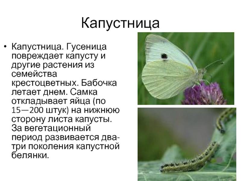 Белянка капустная | справочник пестициды.ru
