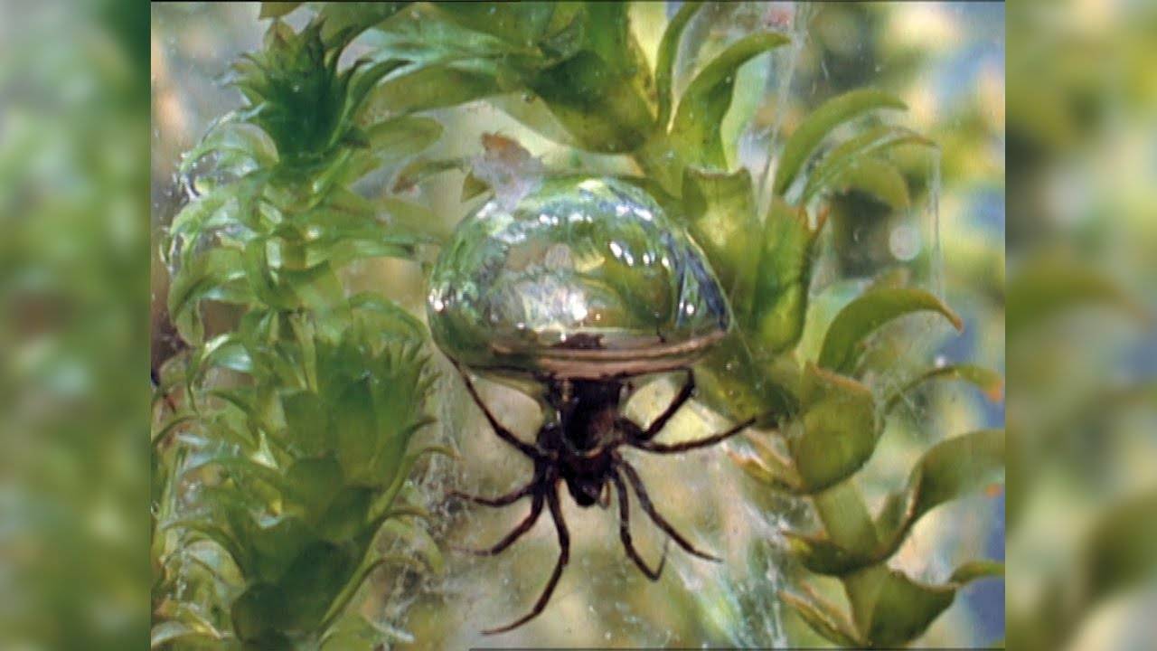 Водяные пауки — что это за удивительные существа