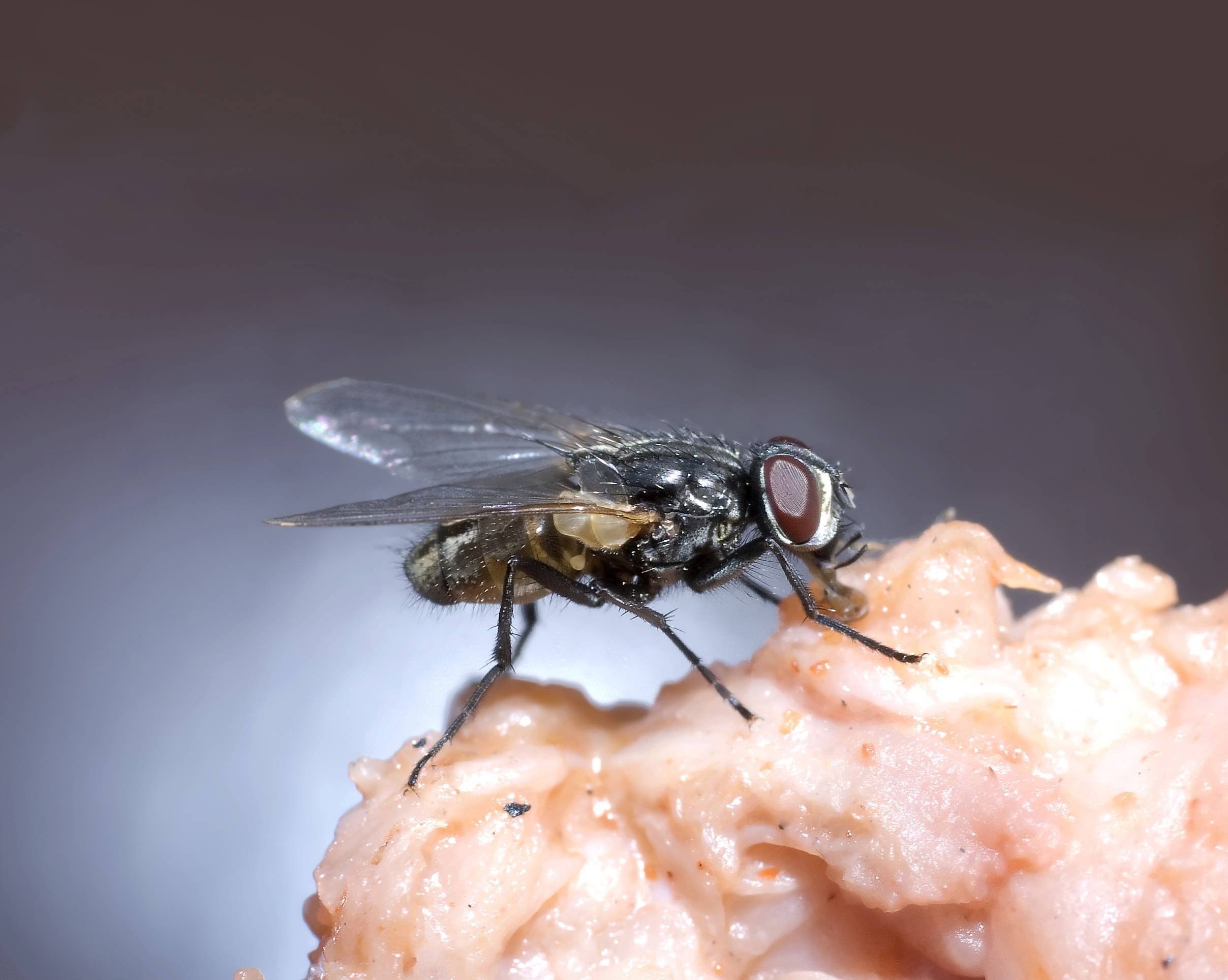 Откуда берутся мухи и чем они питаются. чем питаются разные виды мух