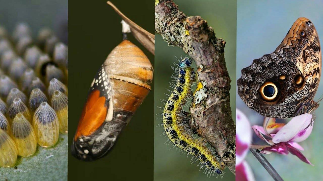 Вырастить бабочку из гусеницы - узнай