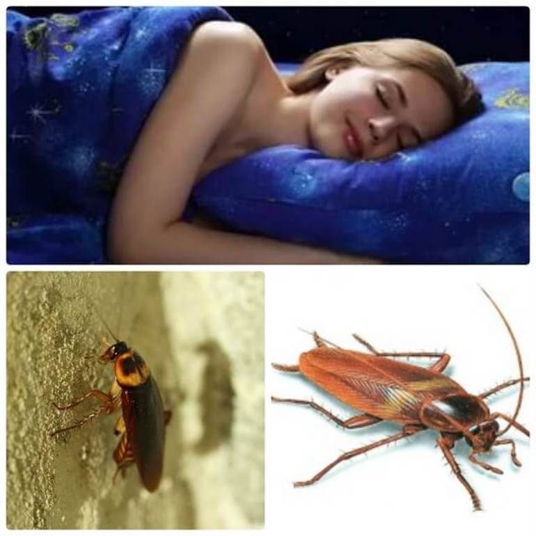 К чему снятся тараканы. сонники про тараканов во сне женщины