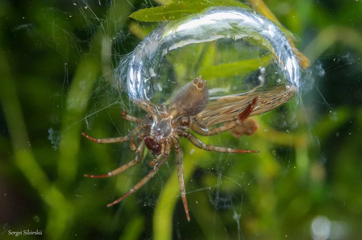 Водяные пауки: образ жизни и особенности вида