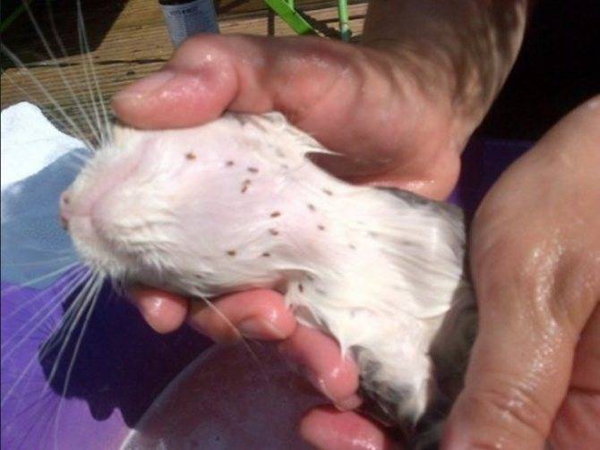 Паразиты у крыс: блохи, власоеды, вши и клещи - лечение и профилактика