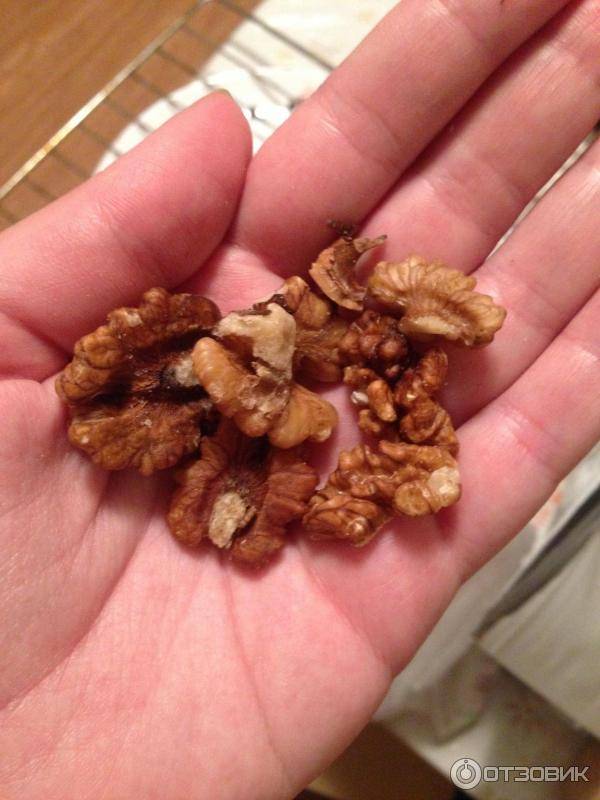 Моль в грецких орехах: что делать и как избавиться от ореховой моли?