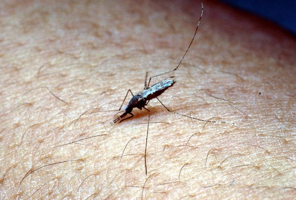 Укусы комаров: что делать с опухолью и покраснениями и как выглядит сам укус?