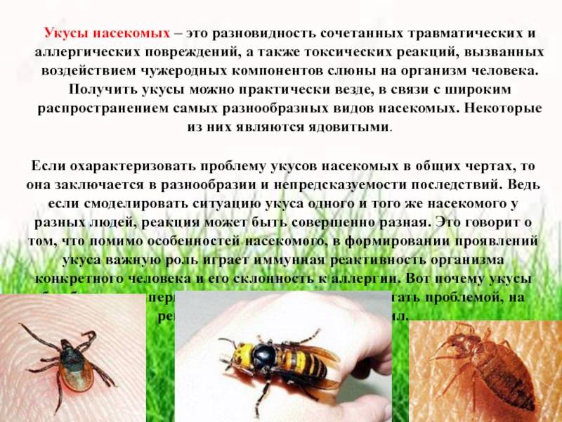 Чего боятся осы: список отпугивающих средств и методов для использования в саду и жилом доме