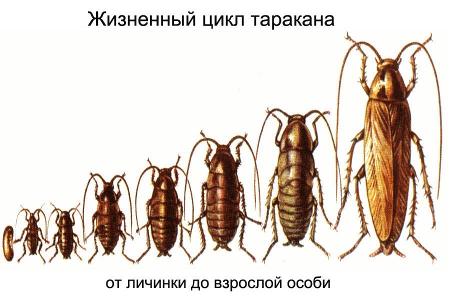 Размножение тараканов