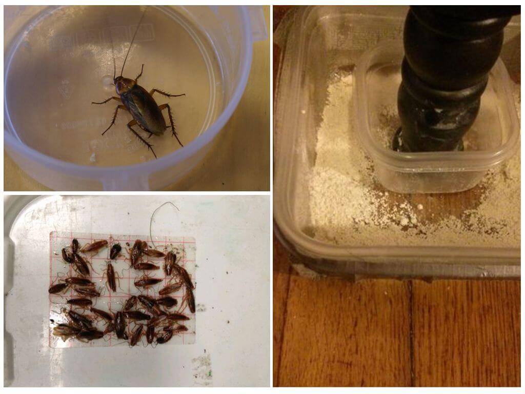 Эффективные ловушки для тараканов: клеевые, домики, своими руками