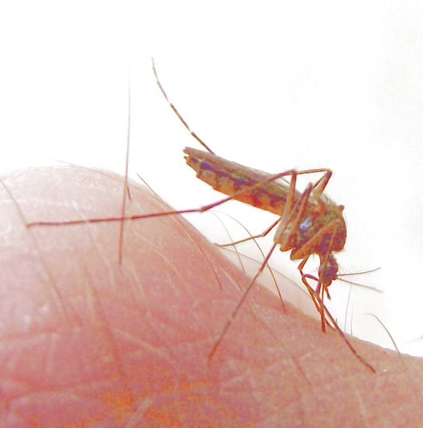 Как выглядит малярийный комар и чем опасен его укус
