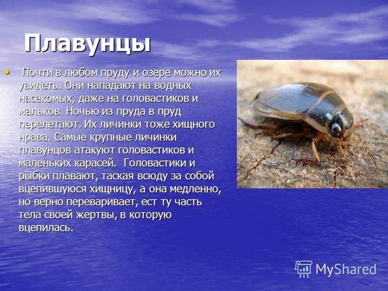 Плавунец жук. образ жизни и среда обитания жука плавунца | животный мир