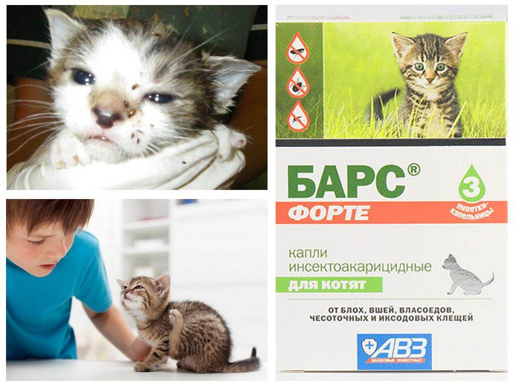 Капли для котят от блох: виды, применение, дозировка