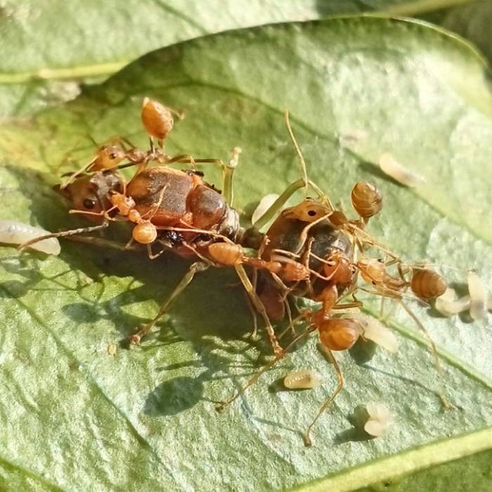 Как избавиться от муравьёв