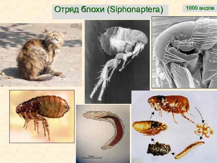 Постельные и бельевые блохи: фото паразитов и их укусов, а так же меры борьбы с ними русский фермер