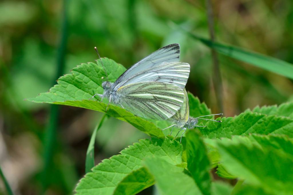 Бабочка лимонница: виды, фото и описание, образ жизни и среда обитания