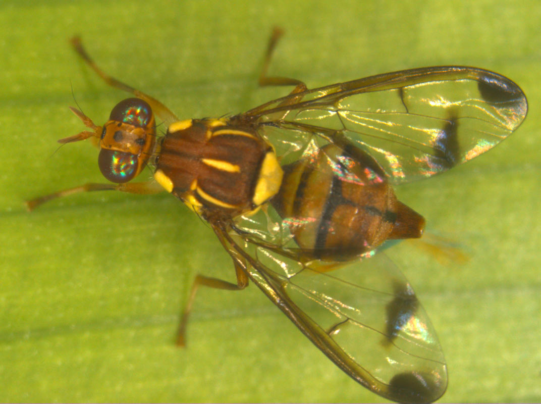 Как избавиться от мух на участке: виды, обзор лучших способов борьбы при помощи подручных средств и химических препаратов, их плюсы и минусы