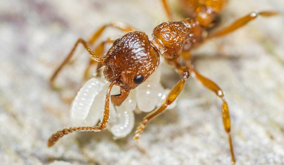 Огненные муравьи в техасе. можно ли их победить? | животные | школажизни.ру