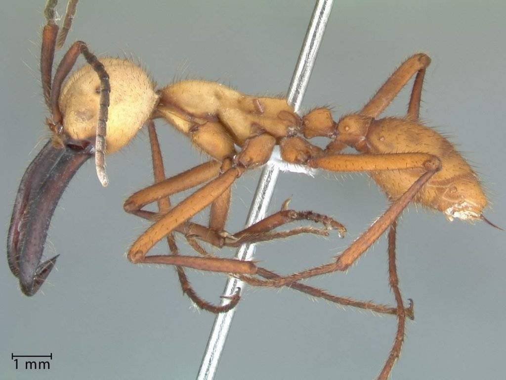 Топ-10 необычных и удивительных муравьёв мира