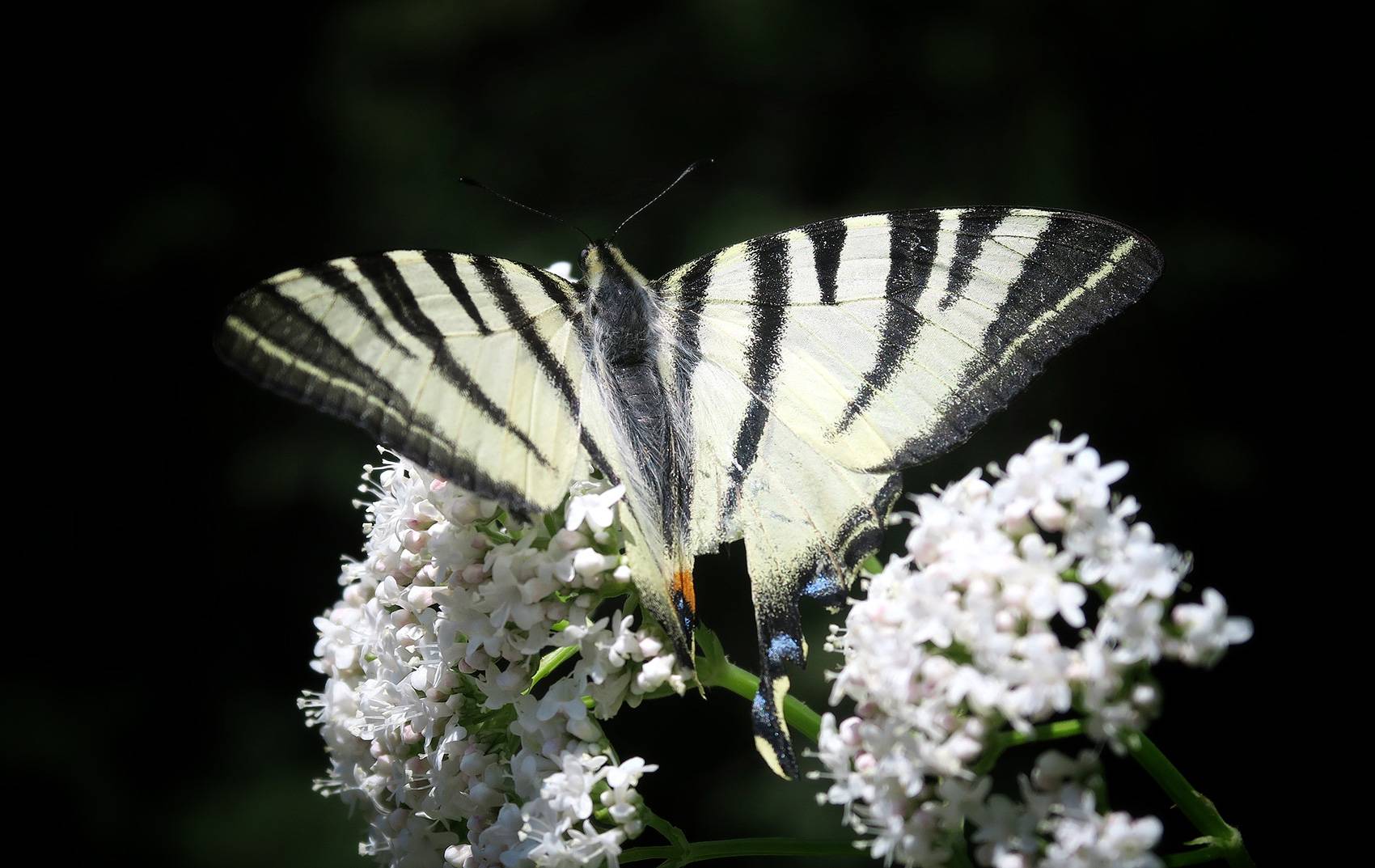 Бабочка подалирий: описание, жизненный цикл, места обитания. парусник махаон