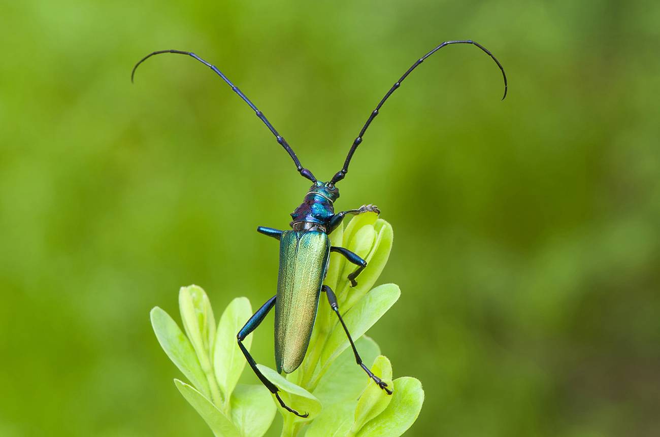 Усач мускусный Aromia moschata