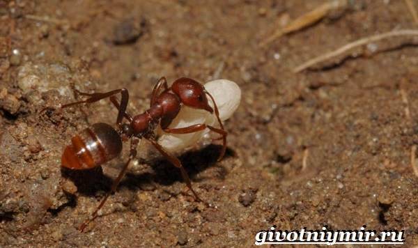Красные или огненные муравьи-жнецы