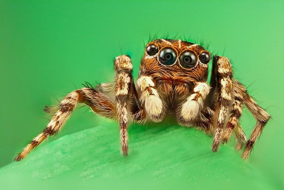Пауки-скакуны (скакунчики): фото, внешний вид, образ жизни. паук-скакун или паук-вампир
