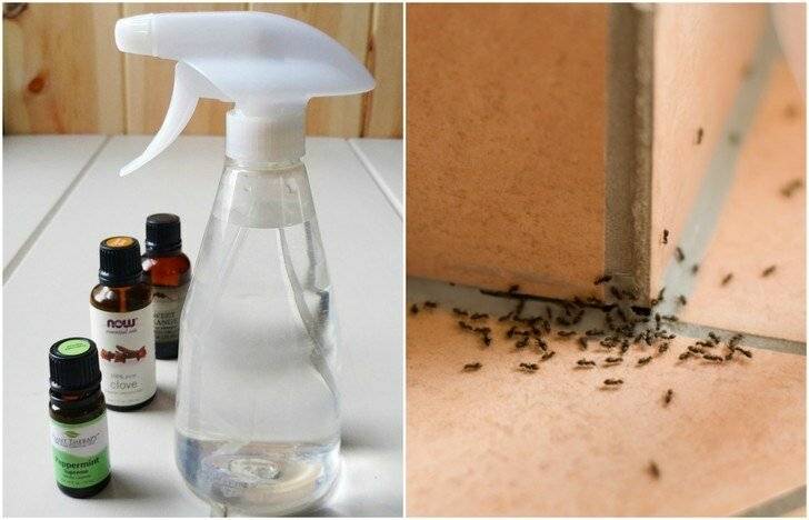 Как избавиться от муравьев в бревенчатой бане: чем их травить, обзор популярных средств