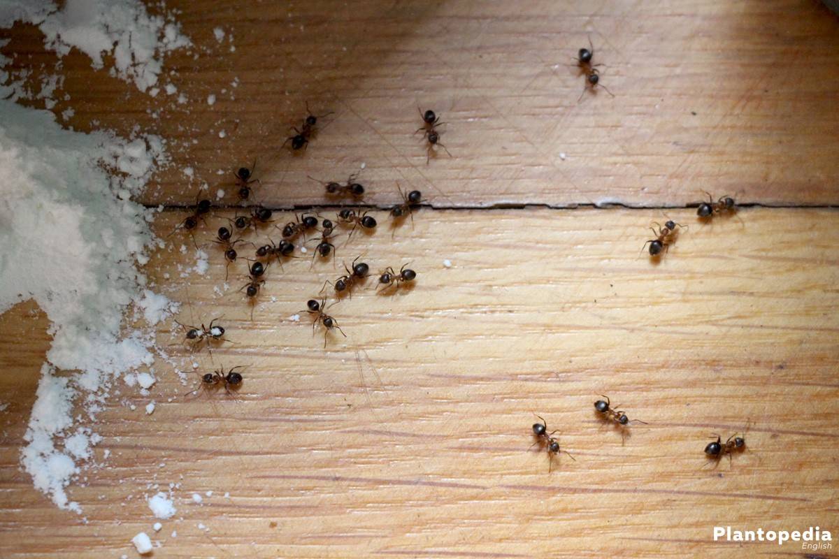 Термиты и борьба с ними. что делать, если термиты появились в вашем доме? профессиональная борьба с термитами