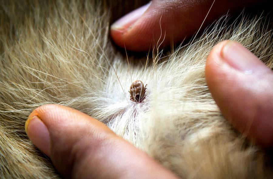 Чем лечить расчесы у кошки от блох, блошиный дерматит у кошек симптомы и лечение