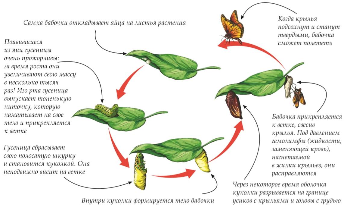 Развитие бабочки. Этапы жизненного цикла бабочки. Жизненный цикл бабочки для детей. Стадии жизненного цикла бабочки. Жизненный цикл превращения бабочки.