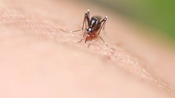 Зачем комары пьют кровь и для чего она им нужна?