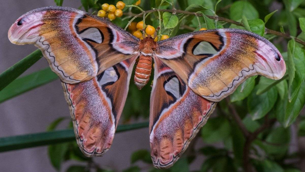 Самые большие бабочки в мире: топ-10