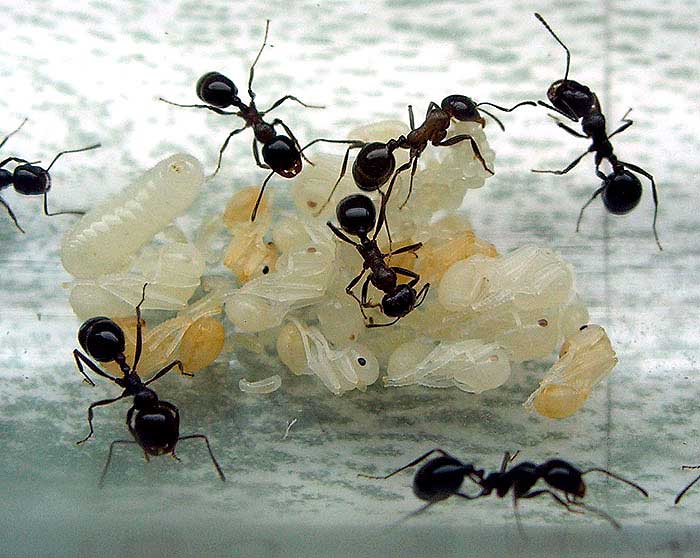 Чёрные муравьи древоточцы