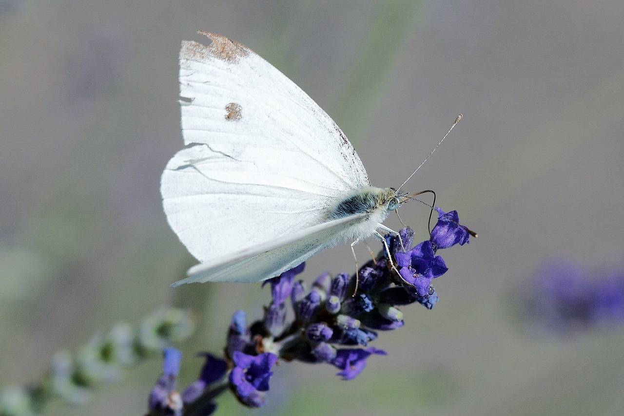 Бабочка капустница: как избавиться от вредителя на огороде