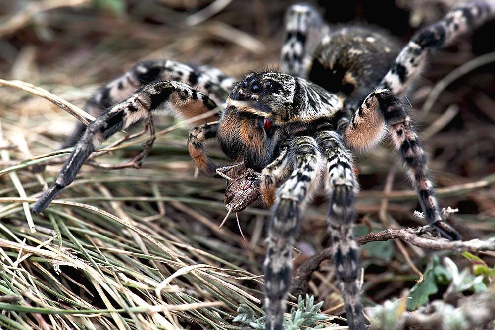Южнорусский тарантул: фото и описание, опасен ли для человека, как избавиться на участке
