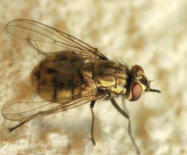 Почему осенью кусаются мухи? причины, фото и видео