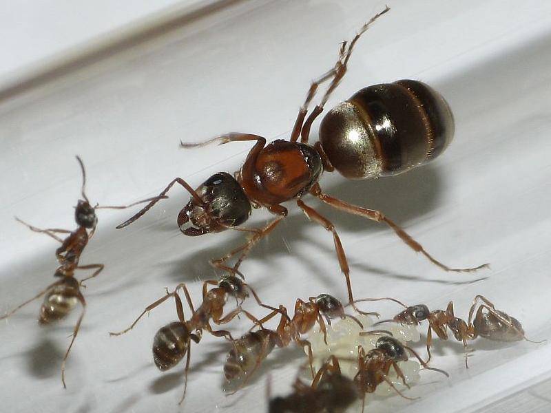 Продолжительность жизни муравья