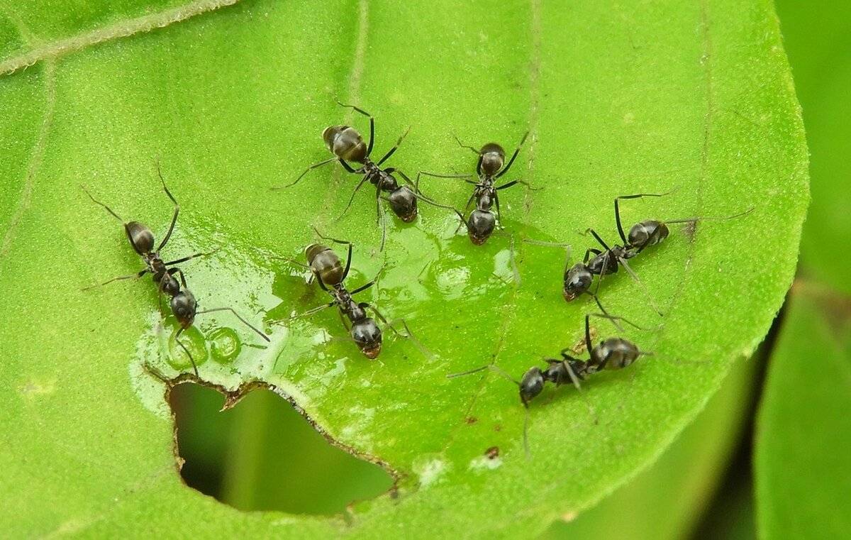 Садовые муравьи на дачном участке и огороде: как от них избавиться