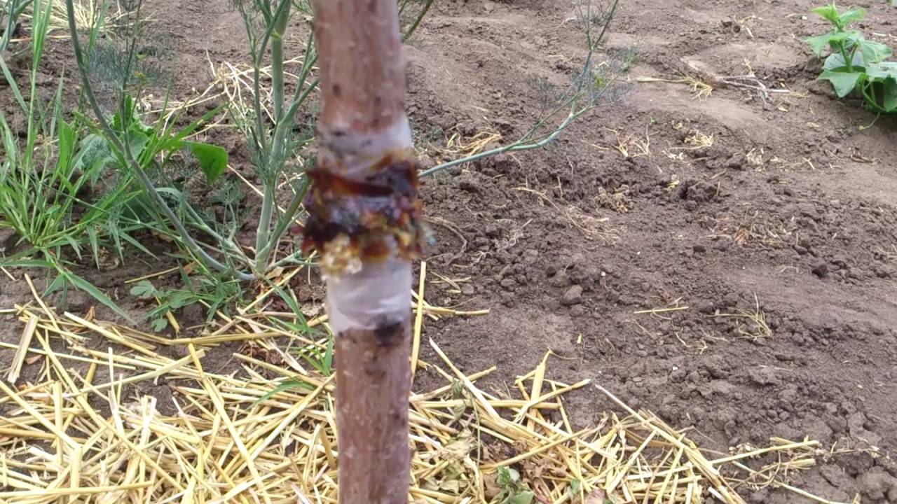 Черные муравьи на яблоне: как бороться с их нашествием