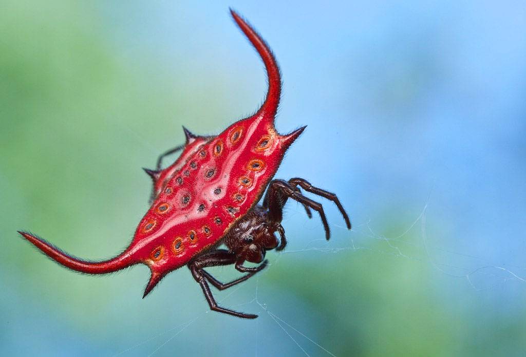 Рогатый паук кругопряд — зачем ему шипы и опасен ли он для человека?