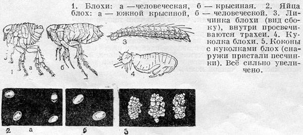 Какой цифрой обозначена на рисунке куколка человеческой блохи