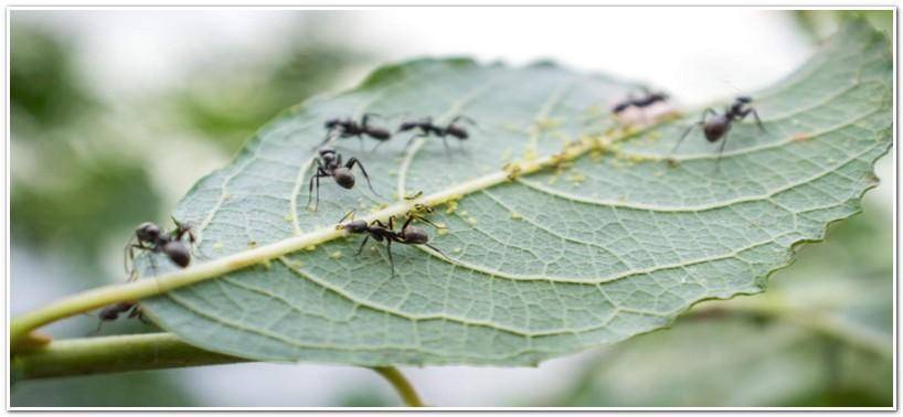 Как избавиться от муравьев на яблоне: лучшие методы борьбы