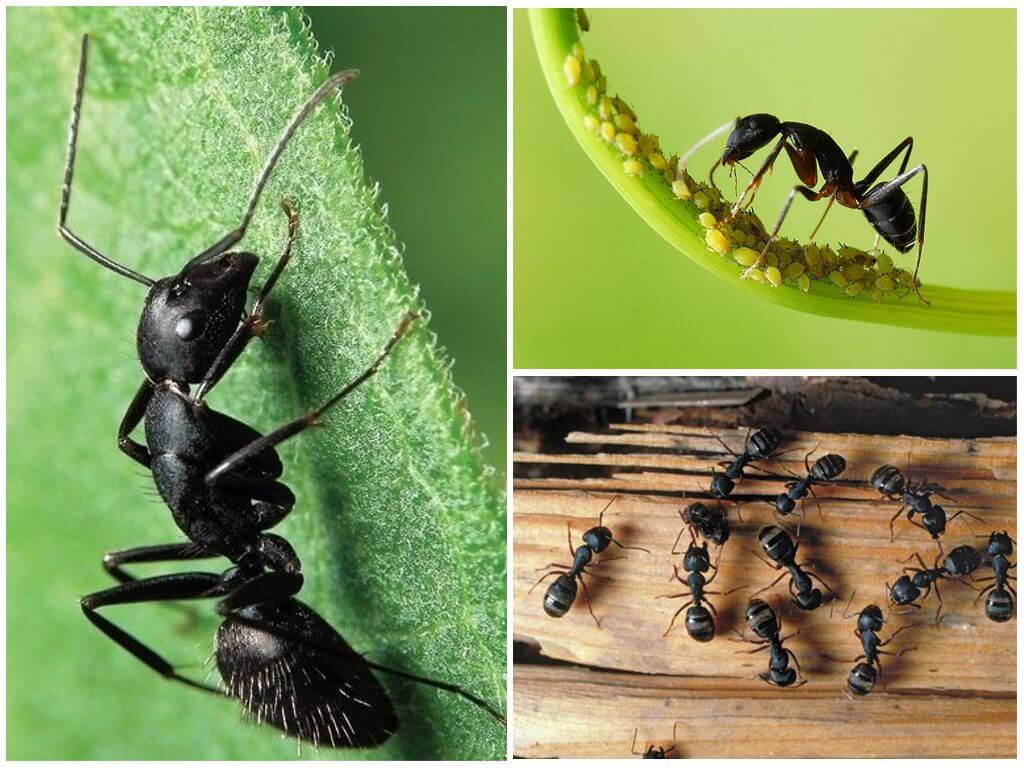 К чему снятся муравьи женщине, муравьи в большом количестве во сне.