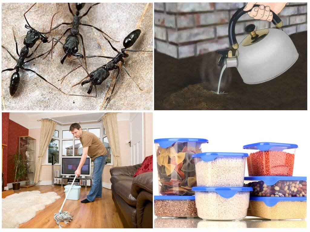 Как избавиться от муравьев раз и навсегда?
