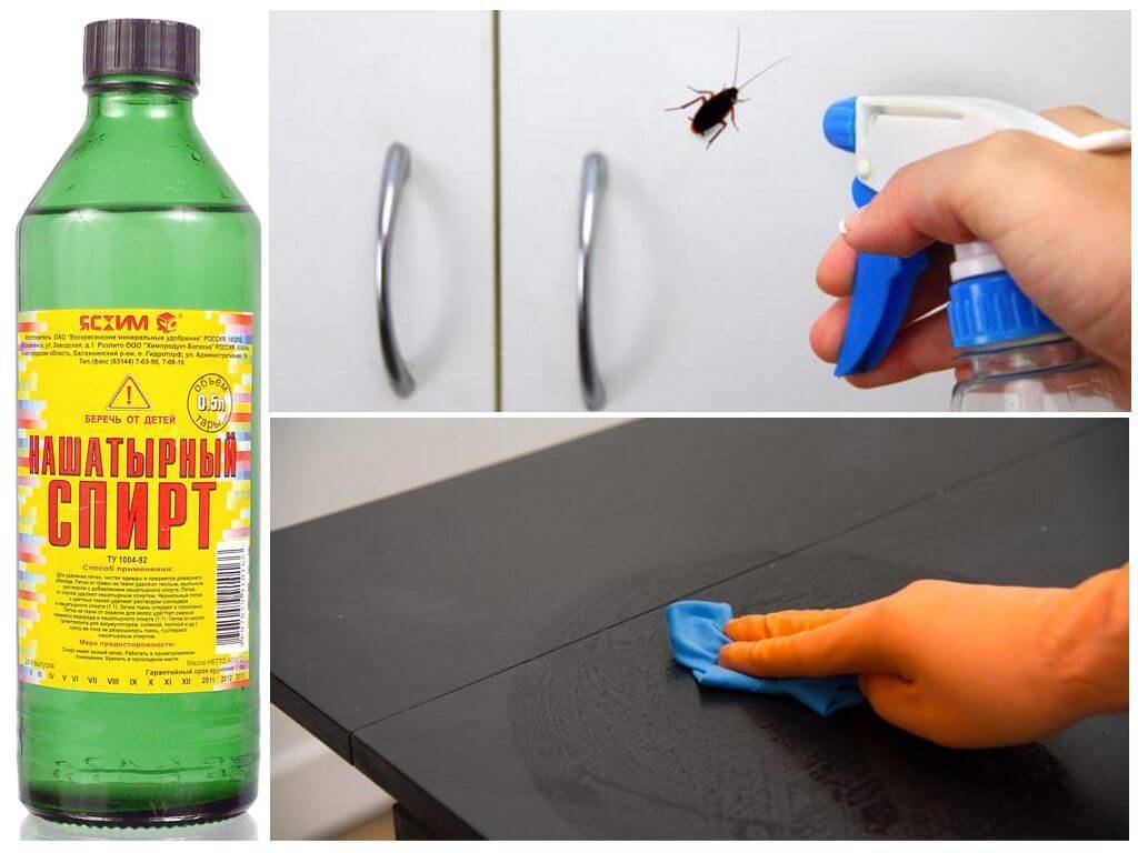 Нашатырь против тараканов, боятся ли она его и как использовать в квартире?