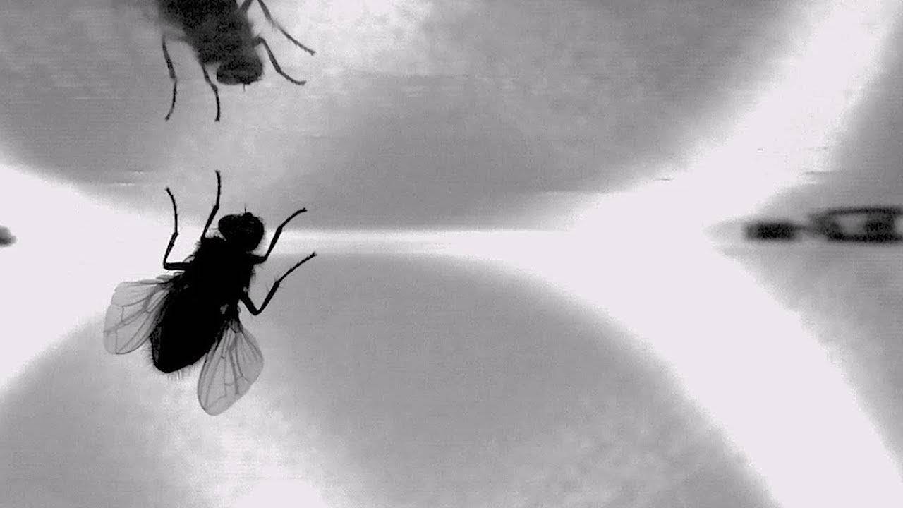 Как муха садится и держится на потолке